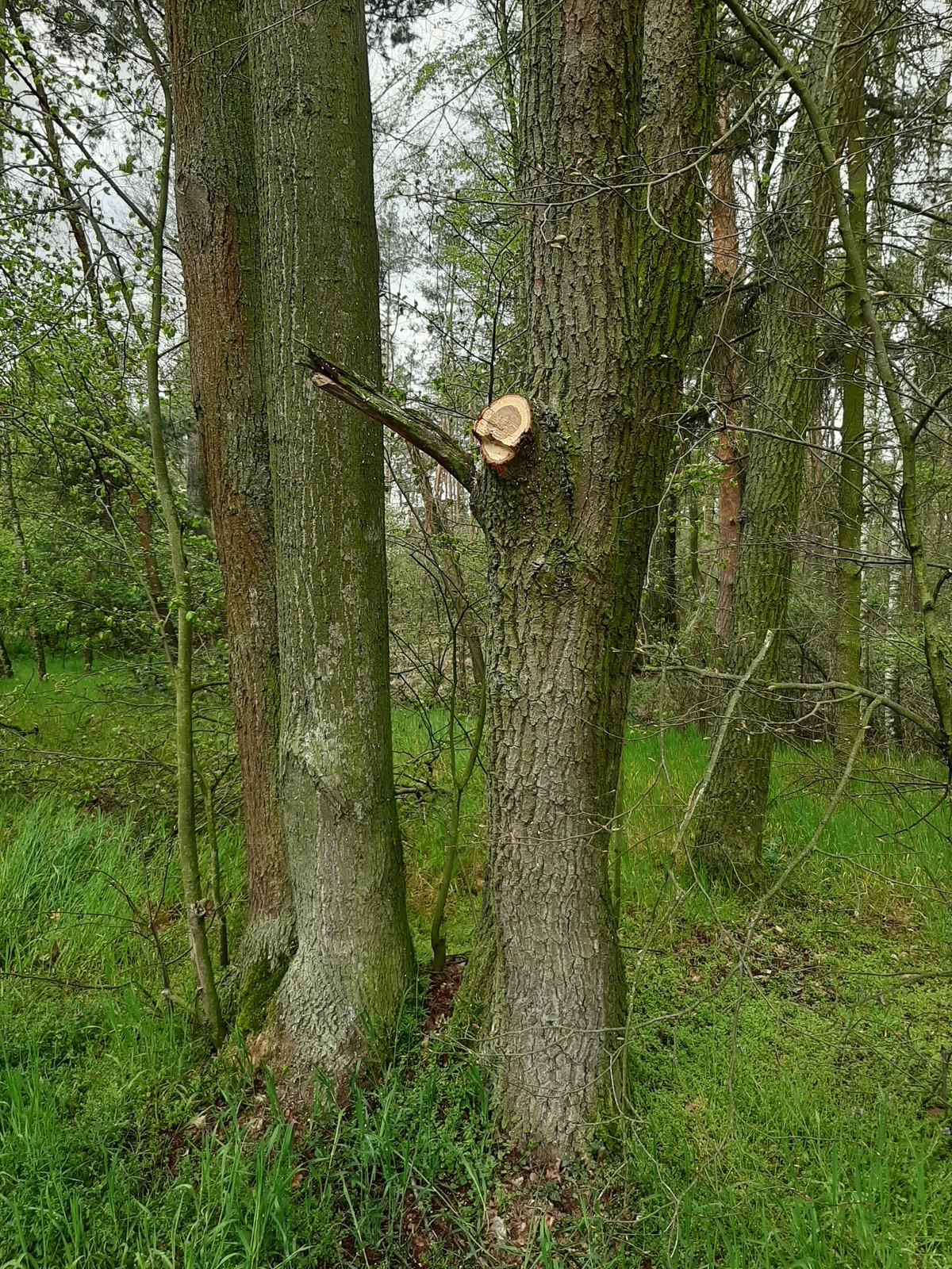 Úprava zeleně pro parkování.jpg